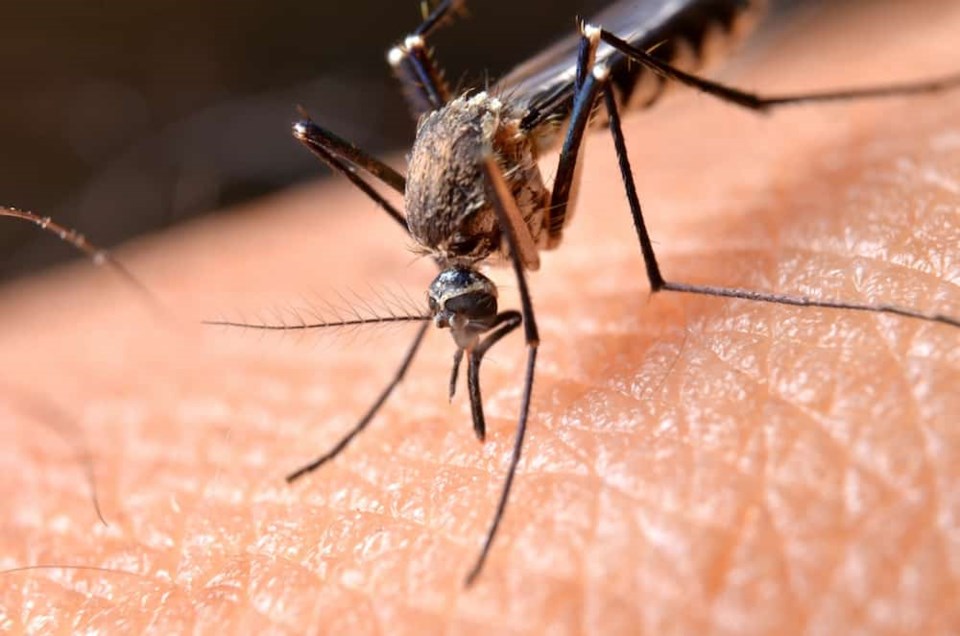 komary Jak łatwo wywabić komara z ukrycia