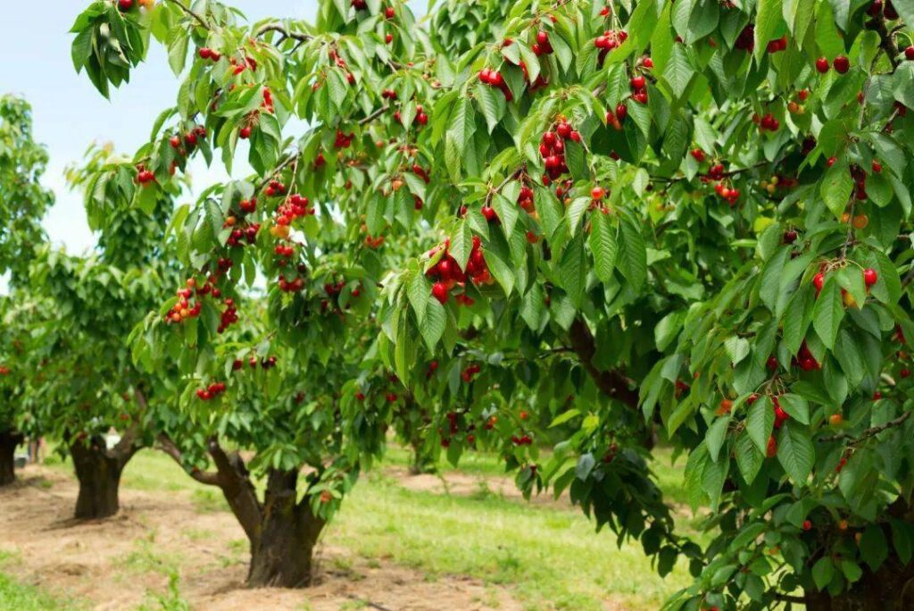 czeresnia Czereśnie – jak wyhodować drzewko dające pyszne owoce?