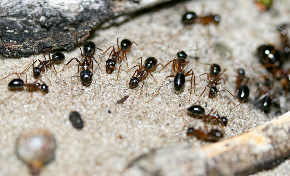 mrowki Sprawdzone i skuteczne domowe sposoby na pozbycie się mrówek