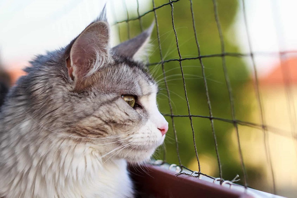 glowne kot na balkonie zabezpieczonym siatka Jaka siatka balkonowa zapewni właściwą ochronę?