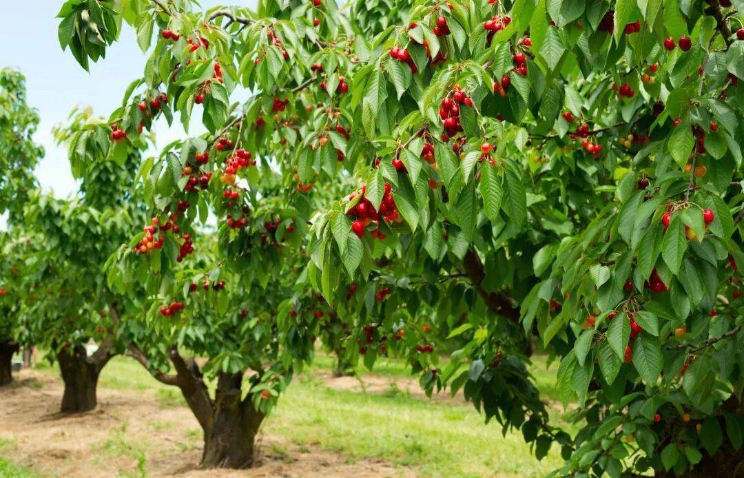 czeresnia Czereśnie – jak wyhodować drzewko dające pyszne owoce?